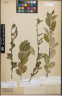 Foto von Salix stenostachya A. Kern.
